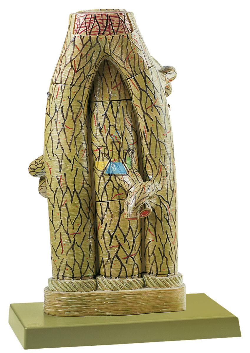 Fine Structure Of The Artery & Vein Model